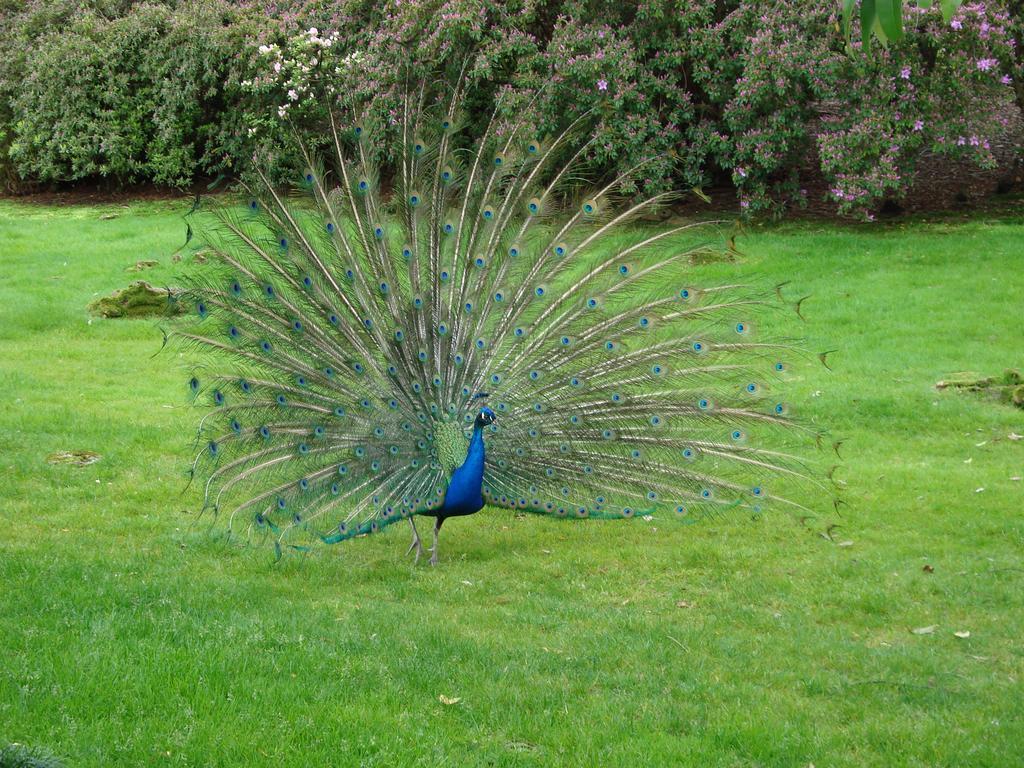 Bed&Breakfast Gli Oleandri Stresa Esterno foto